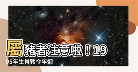 1995 屬|1995年屬什麼生肖